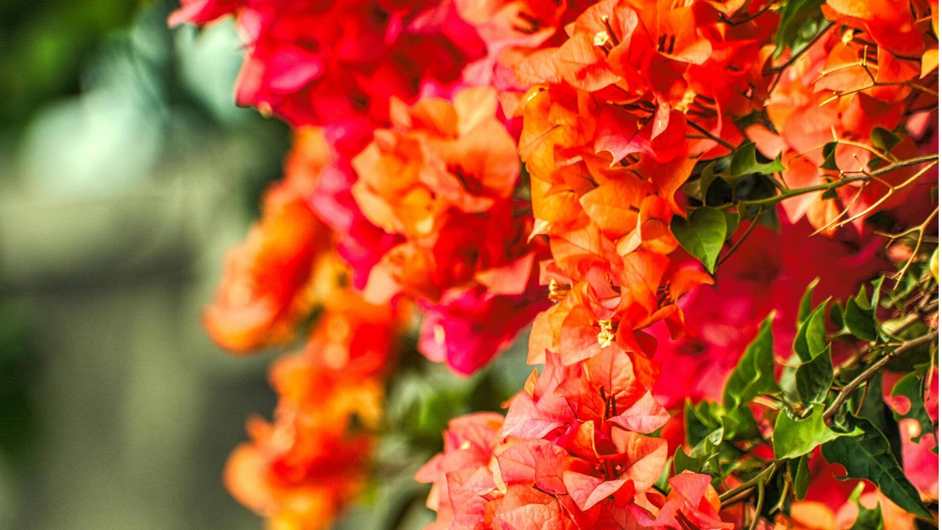 Tanaman Berbunga untuk Balkon Terang