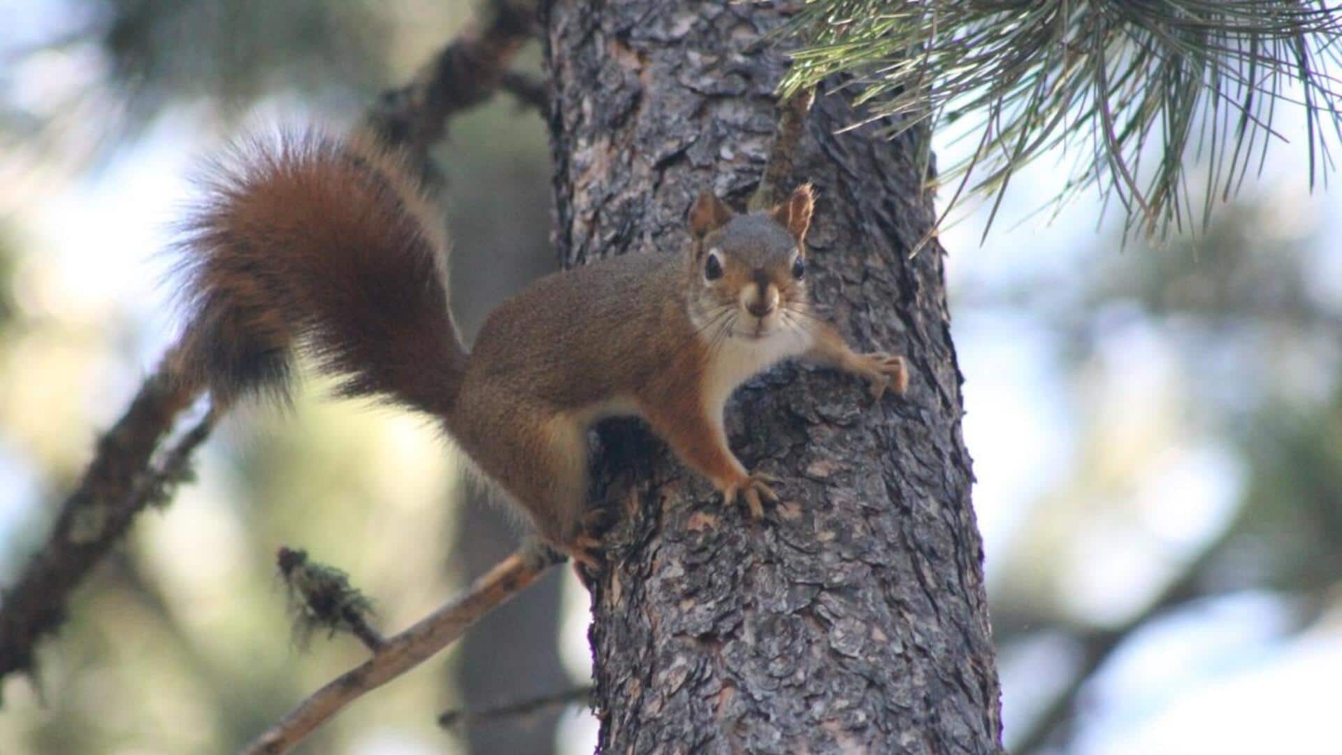 Menjelajahi Jalur Tersembunyi yang Dilalui Tupai