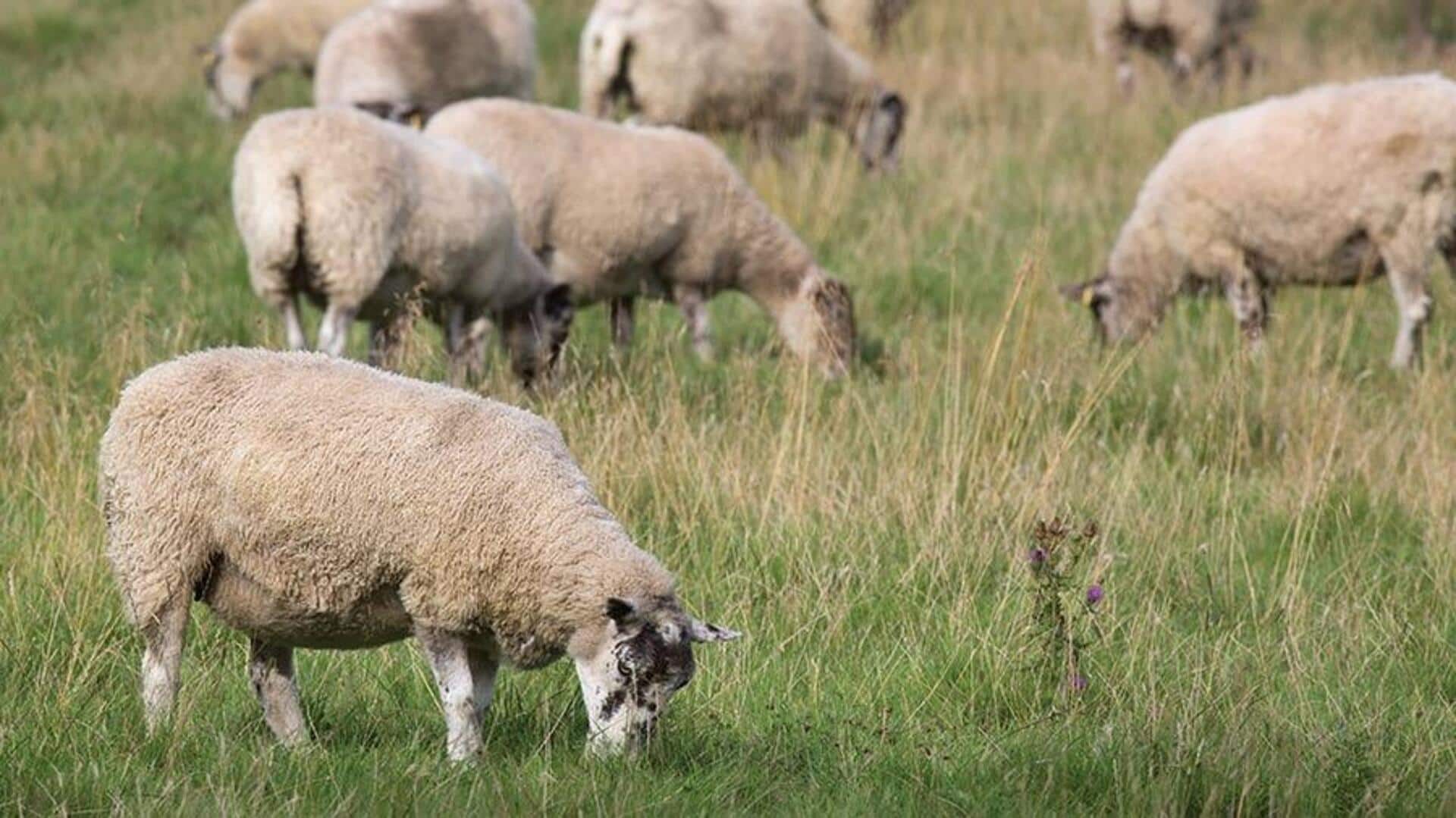 Mengapa Domba Memiliki Aroma yang Unik?