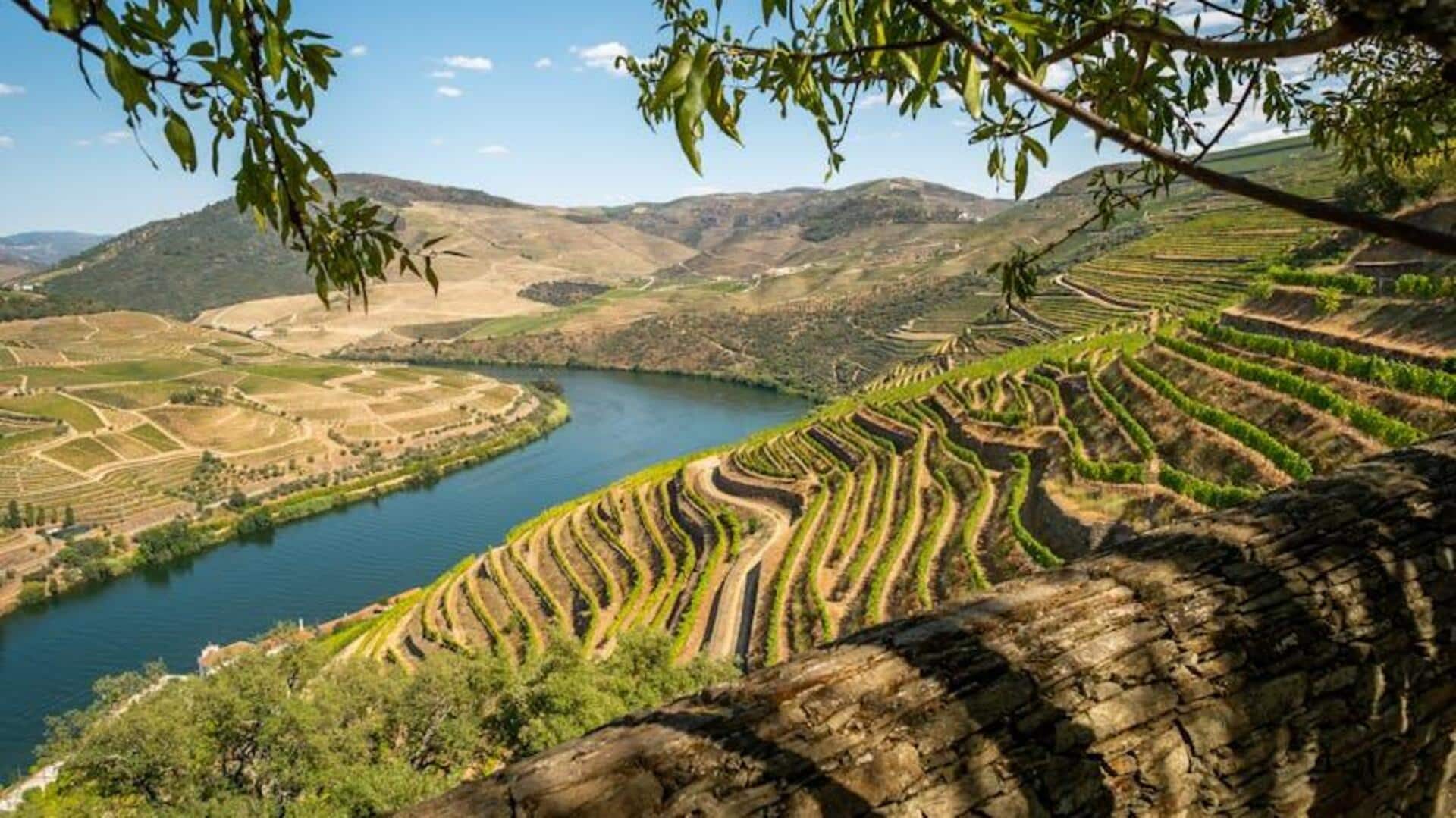 Menjelajahi Kebun Anggur yang Indah di Lembah Douro, Portugal