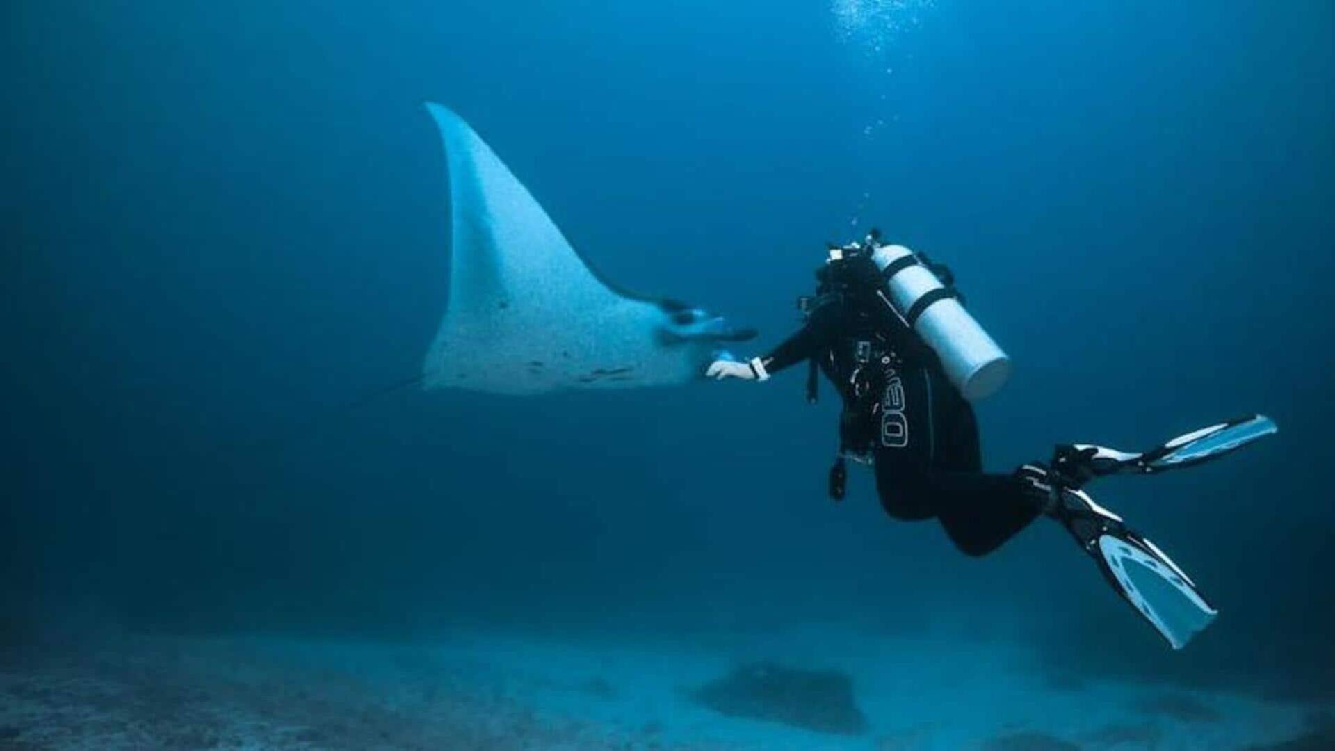 Snorkeling dengan pari manta di Maladewa: Petualangan bahari