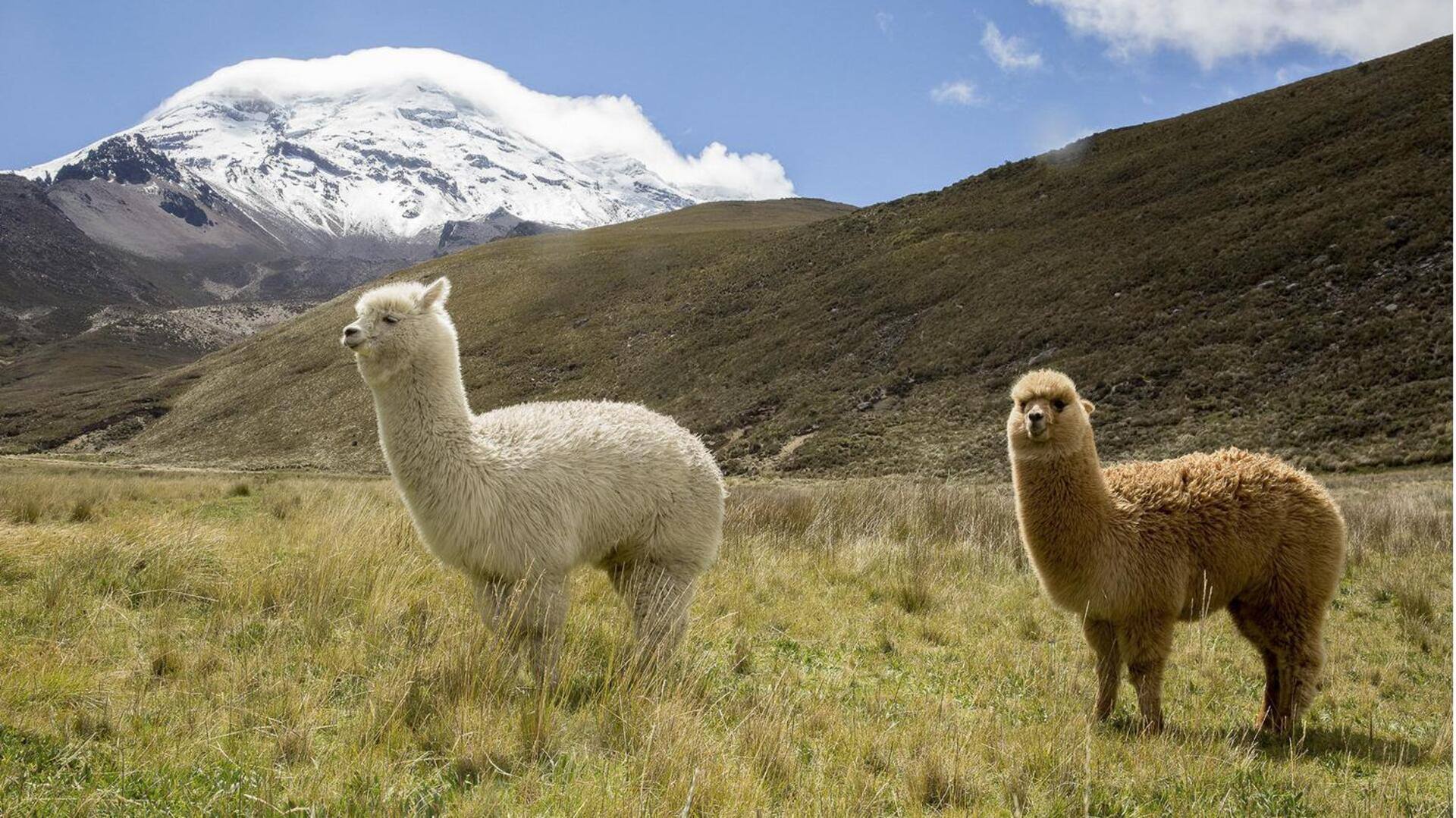 Mengungkap Beragam Kebiasaan yang Tersembunyi dari Alpaka