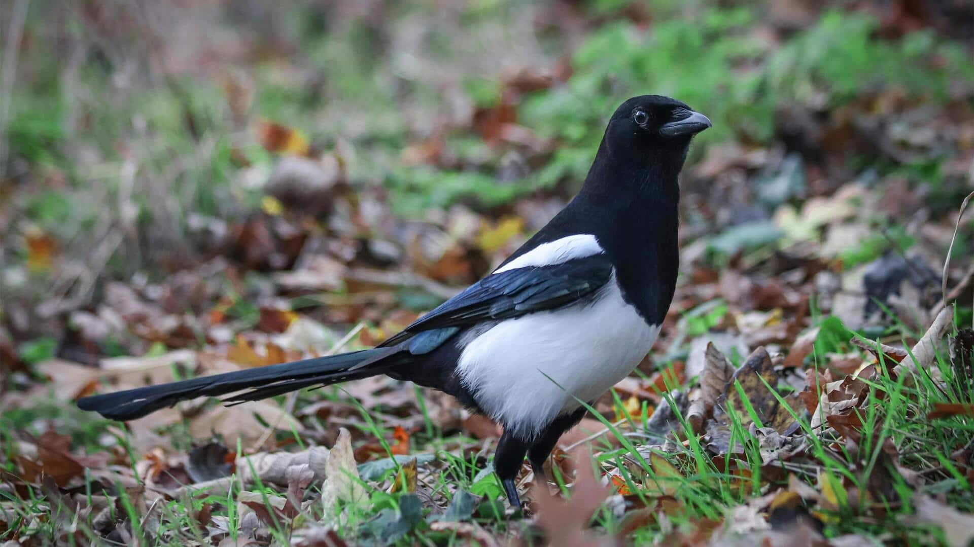 Lima Kebiasaan Unik Burung Magpie yang Berdampak pada Habitat Alaminya