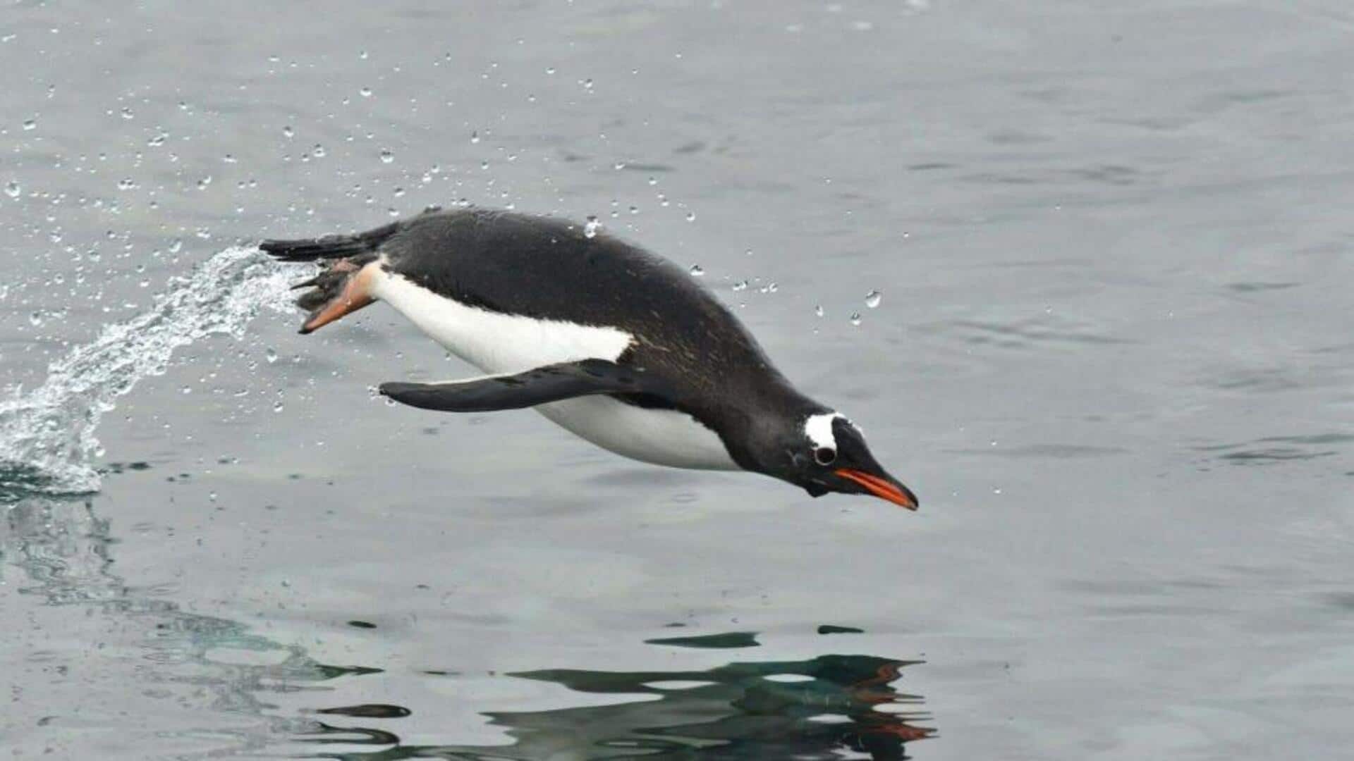 Gaya Berenang Penguin yang Menarik dan Unik
