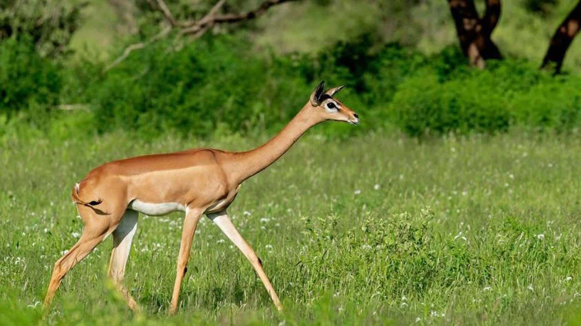 Rusa Berleher Panjang: Adaptasi Indra yang Menakjubkan