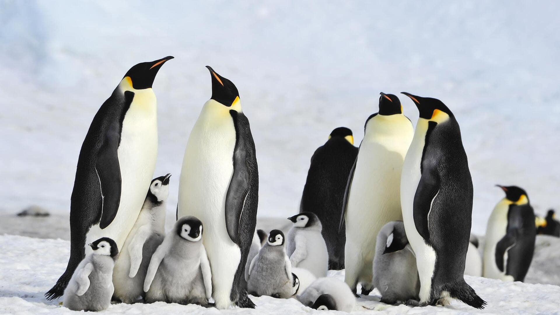 Mengungkap Misteri Komunikasi Penguin dalam Koloni