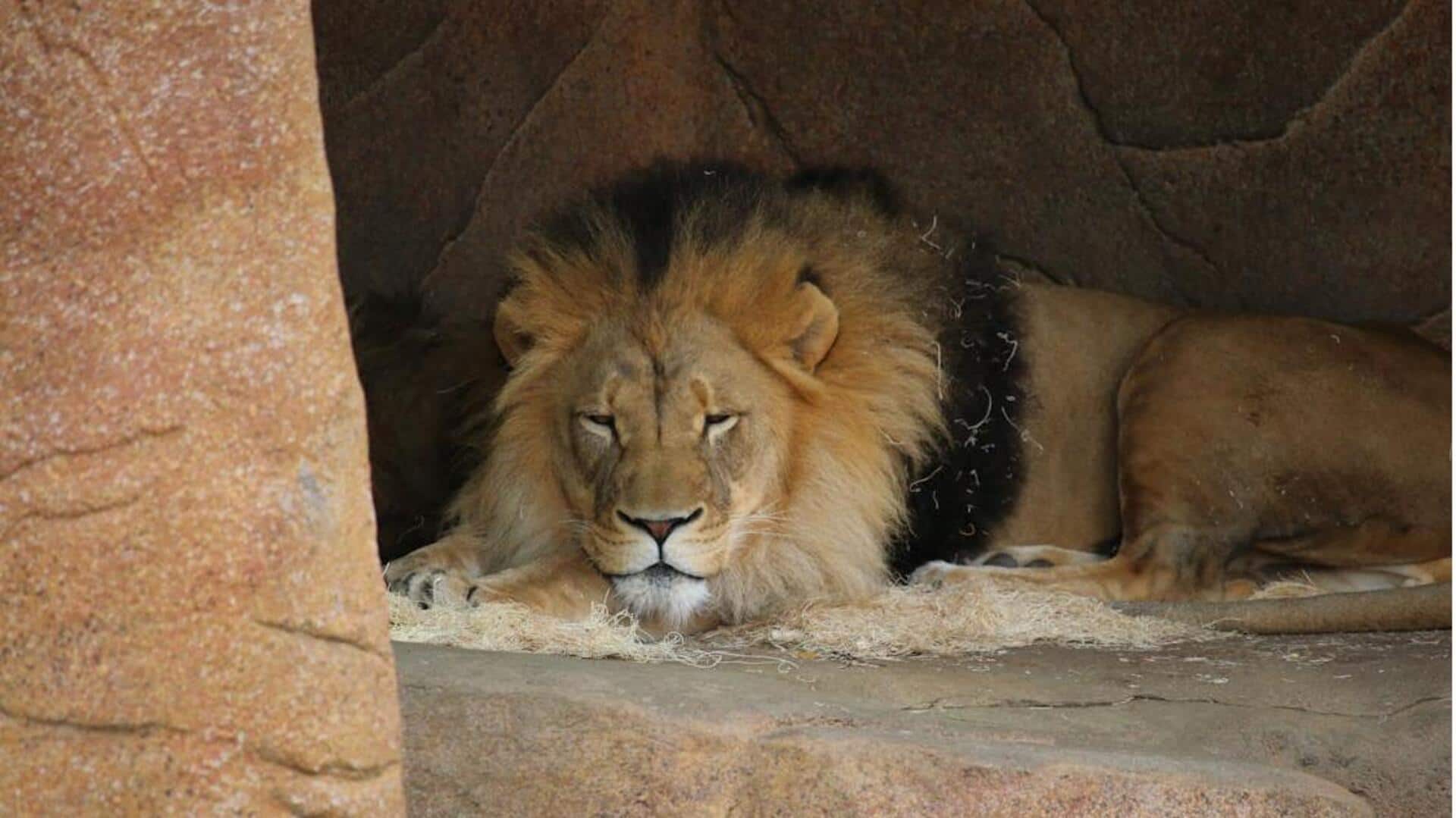 Mengungkap Kebiasaan Tidur Singa yang Mengejutkan