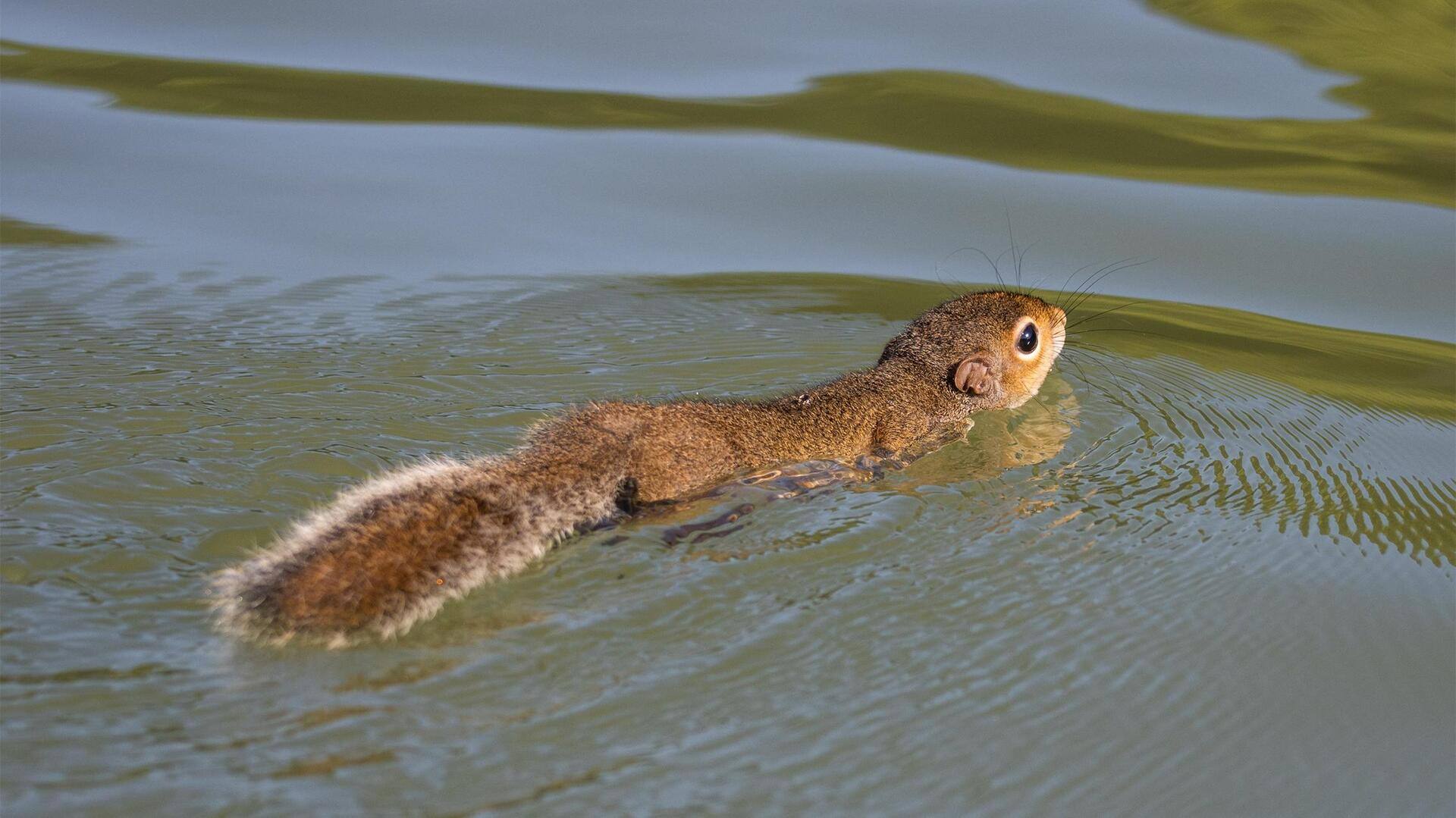Fakta Menarik tentang Perilaku Tupai saat Berenang