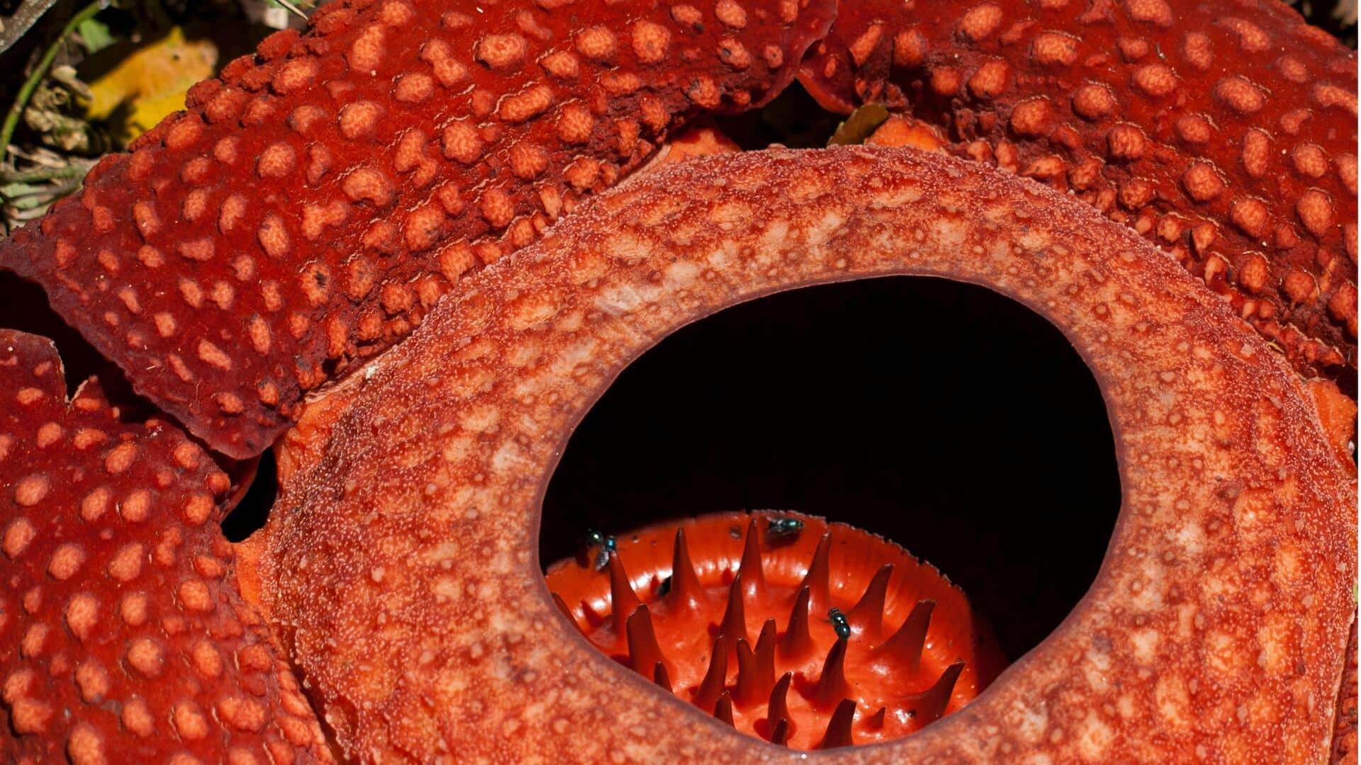 Fakta Menarik tentang Kebiasaan Mekar Rafflesia