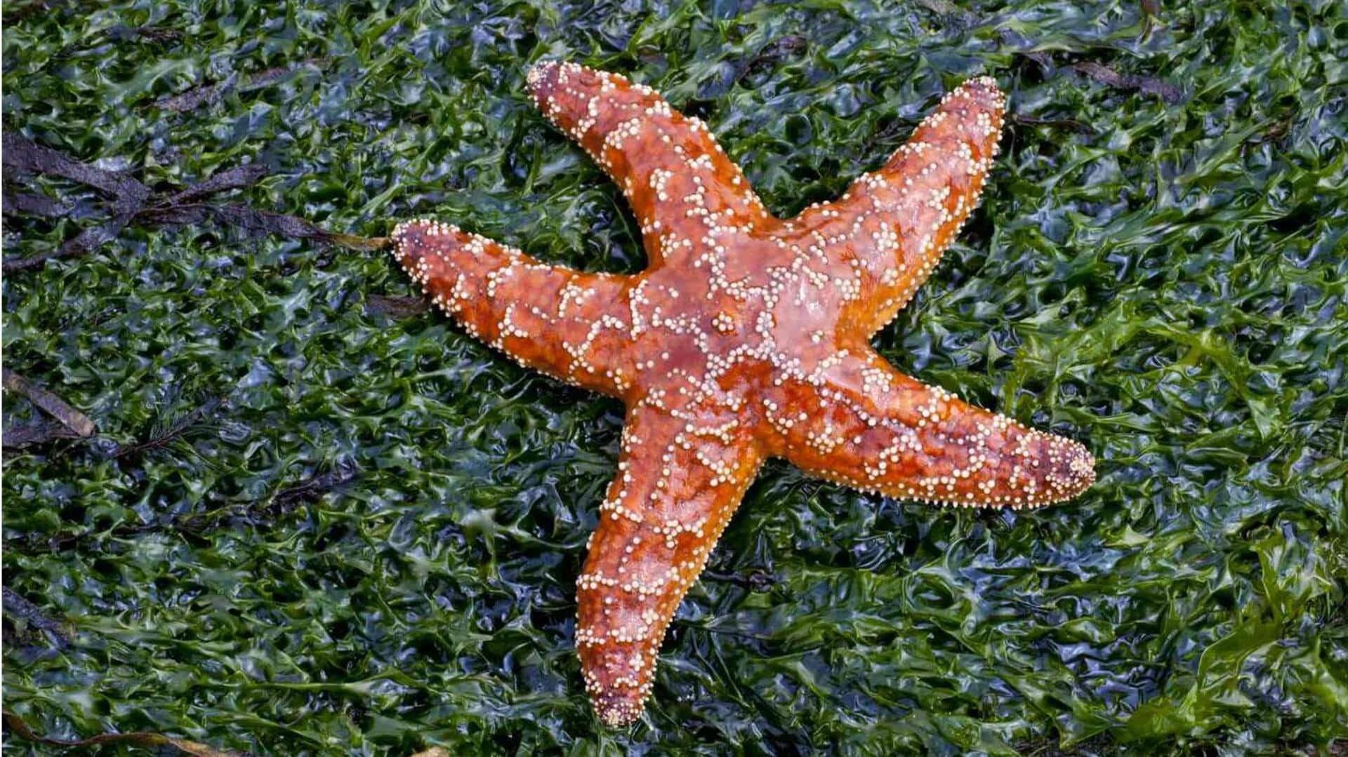 Memahami Persepsi Sentuhan Bintang Laut terhadap Lingkungan Sekitar