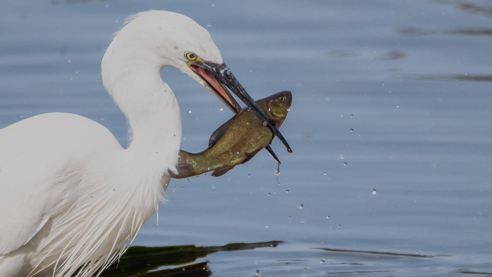 Mengungkap Teknik Memancing yang Menakjubkan dari Burung Kuntul Putih Mengungkap Teknik Memancing yang Menakjubkan dari Burung Kuntul Putih
