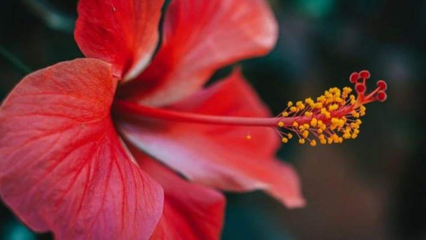 Meningkatkan Pertumbuhan Rambut, Melawan Ketombe: Hibiscus Untuk Masalah Rambut