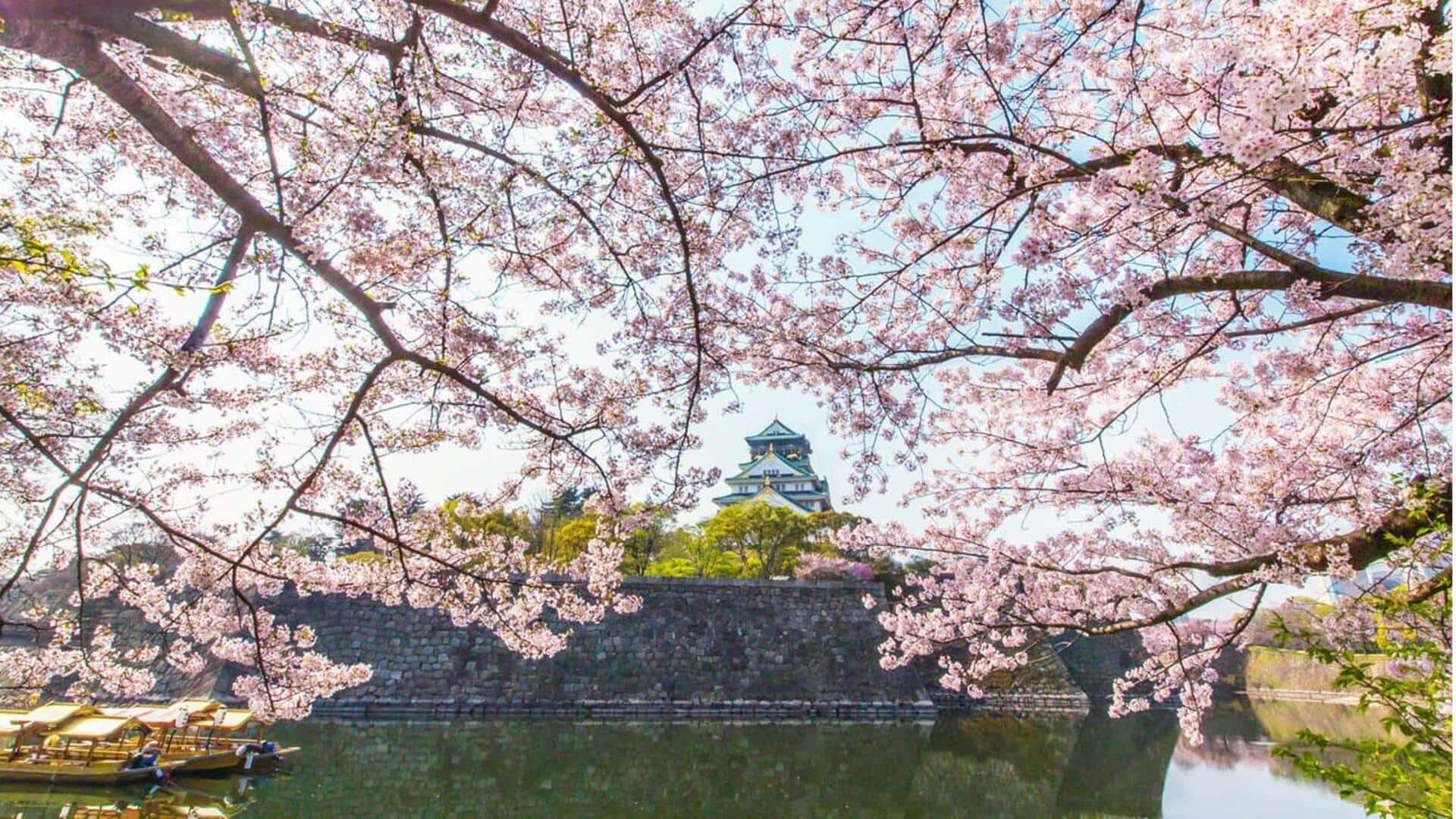 Saksikan kemegahan bunga sakura di Osaka: Tempat yang wajib dikunjungi saat musim semi