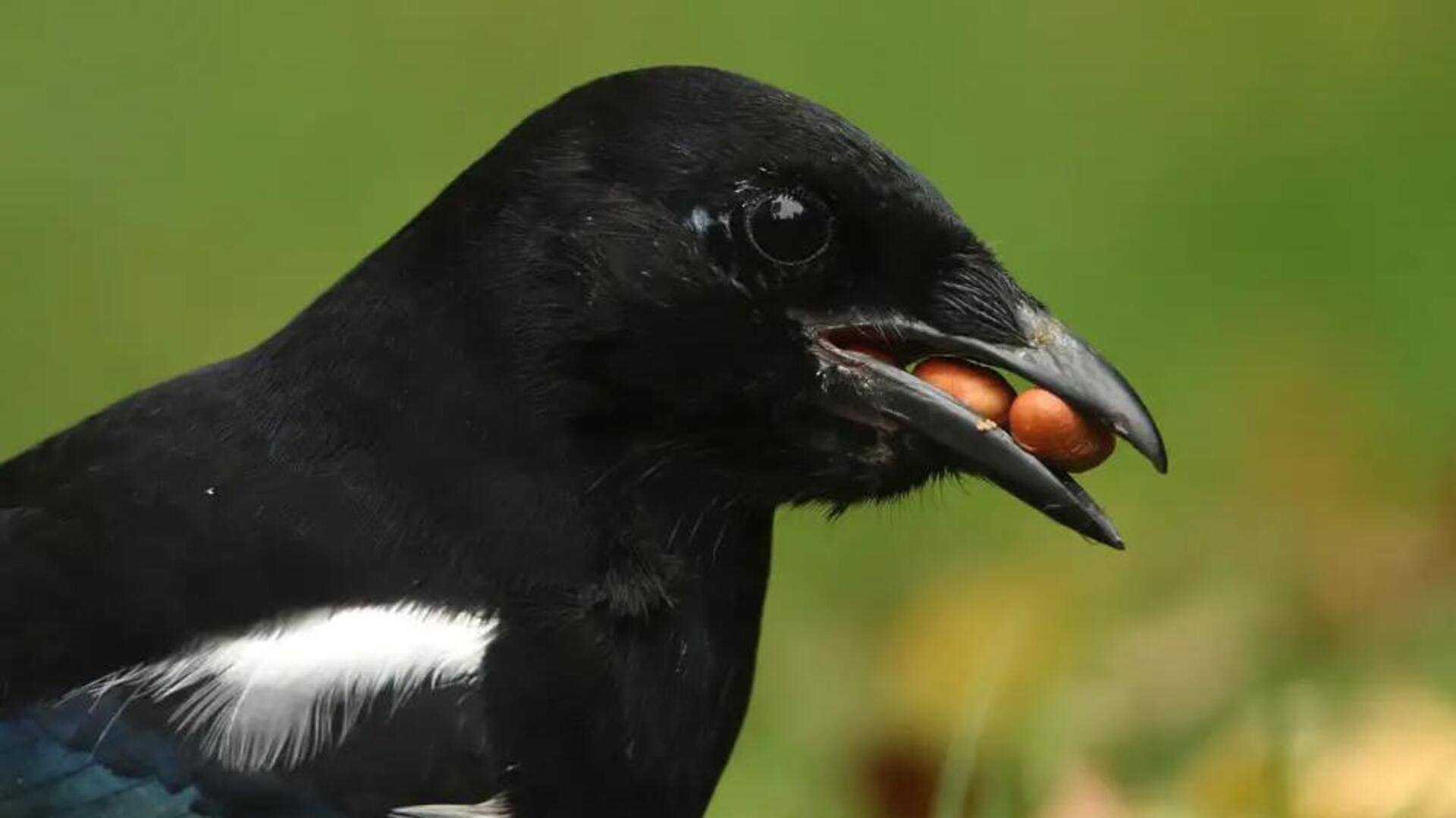 Teknik Mencari Makan Burung Murai: Penemu Makanan yang Cerdas