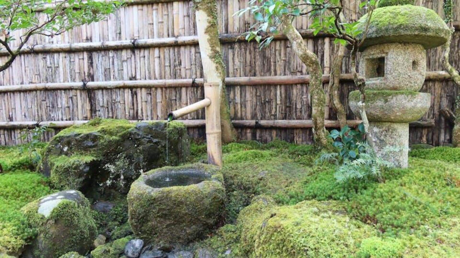 Penggunaan Lumut yang Tak Terduga di Taman Rumah