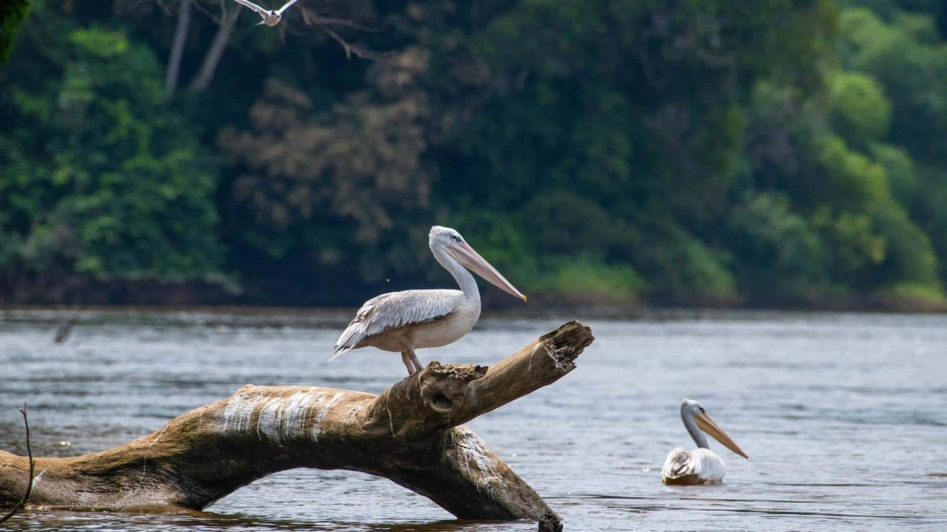 Mengungkap Perilaku Pelikan: Dinamika Sosial yang Mengejutkan