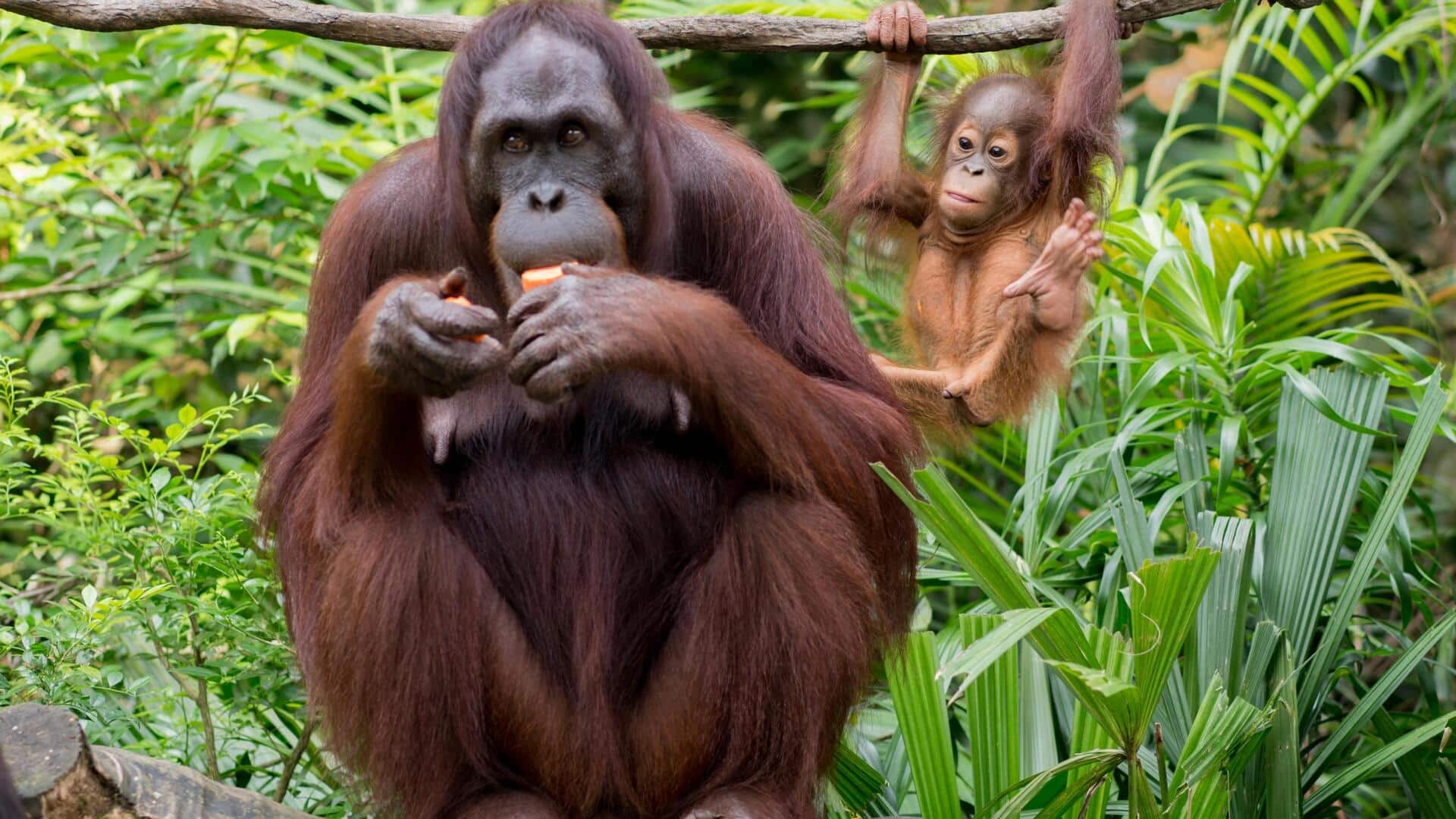 Pola migrasi orangutan di berbagai habitat Pola migrasi orangutan di berbagai habitat