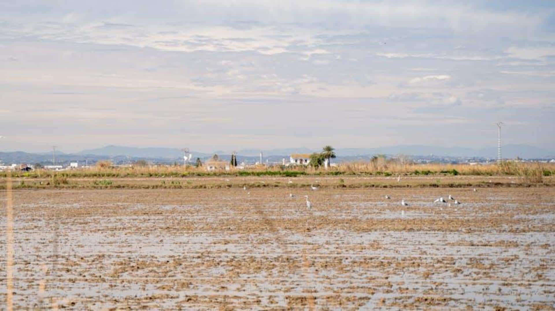 Menjelajahi Sawah Valencia: Perjalanan di Jantung Spanyol
