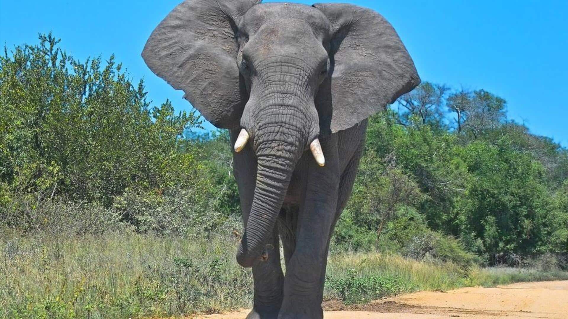 Kebiasaan gajah yang mengungkap kecerdasan mengejutkan Kebiasaan gajah yang mengungkap kecerdasan mengejutkan