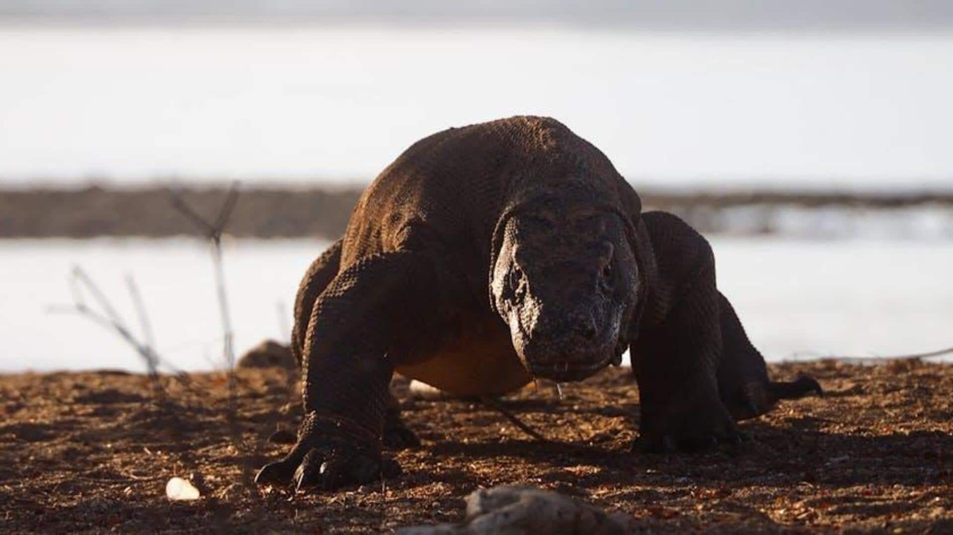 Menjelajahi Satwa Liar Unik di Komodo Menjelajahi Satwa Liar Unik di Komodo