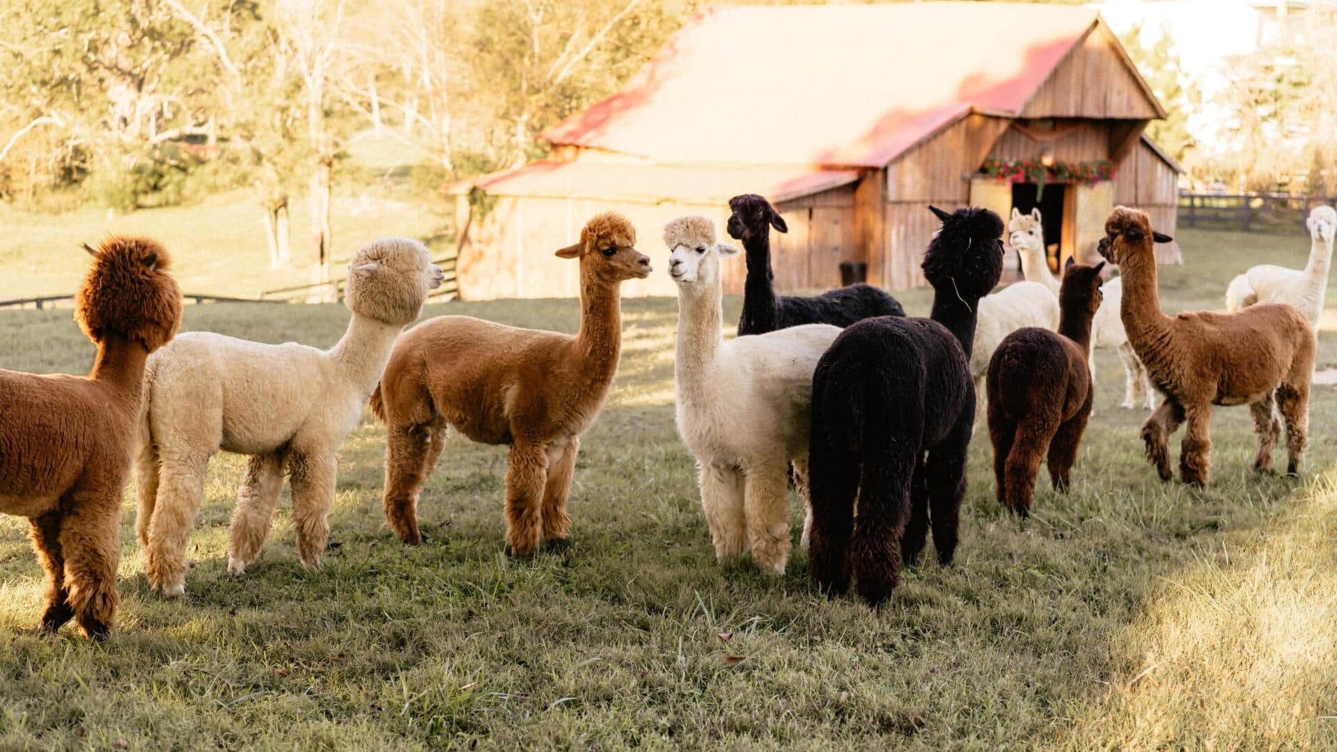 Mempelajari Beragam Makanan Alpaka yang Menarik