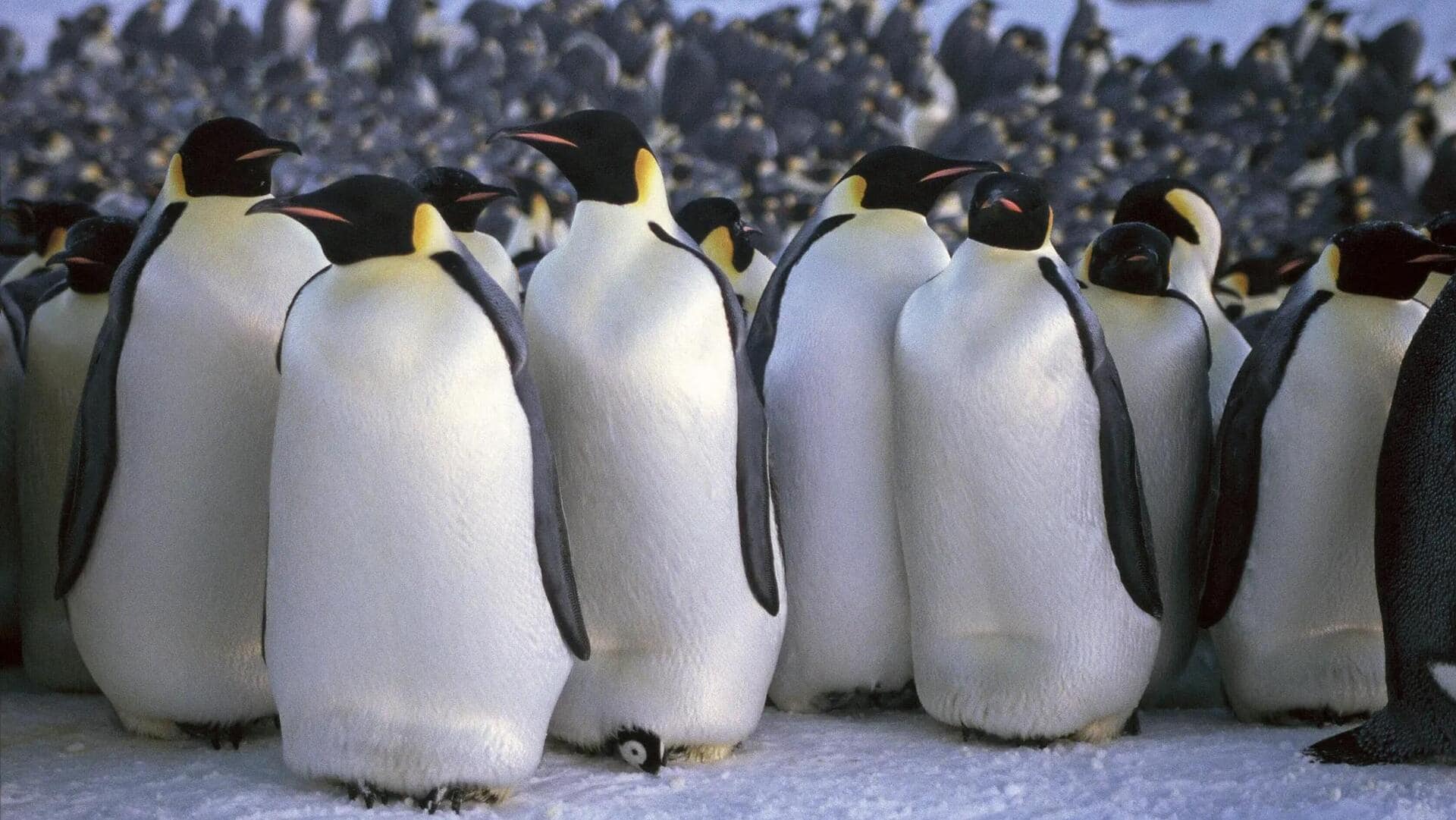 Mengungkap Cara Komunikasi Penguin di Lingkungan yang Ekstrem