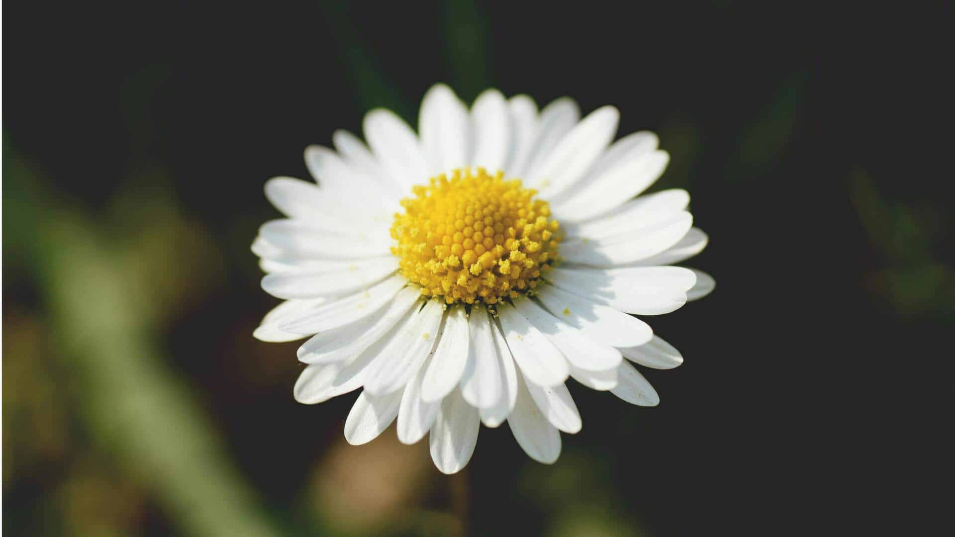 Menanam Chamomile di Dalam Ruangan dengan Mudah
