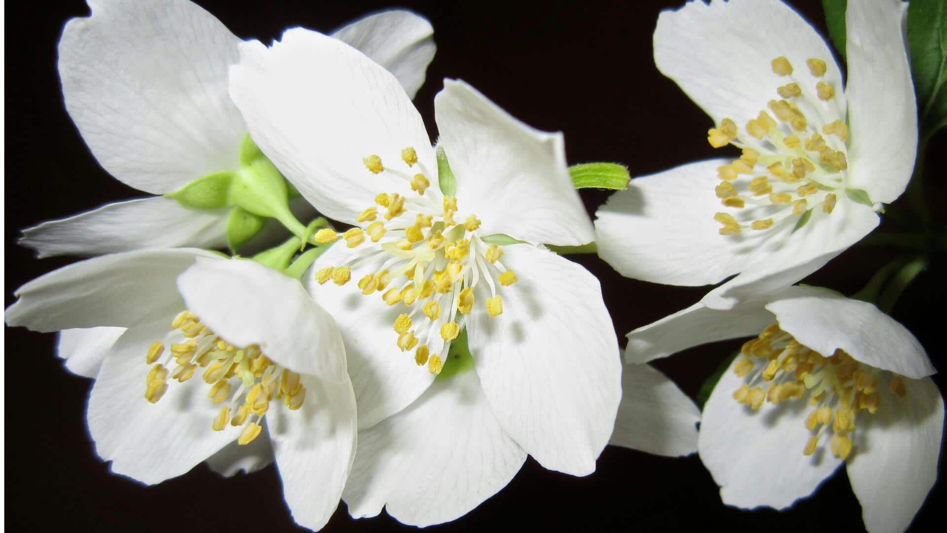 Tanam Melati Malam untuk Aroma Menawan di Taman Anda