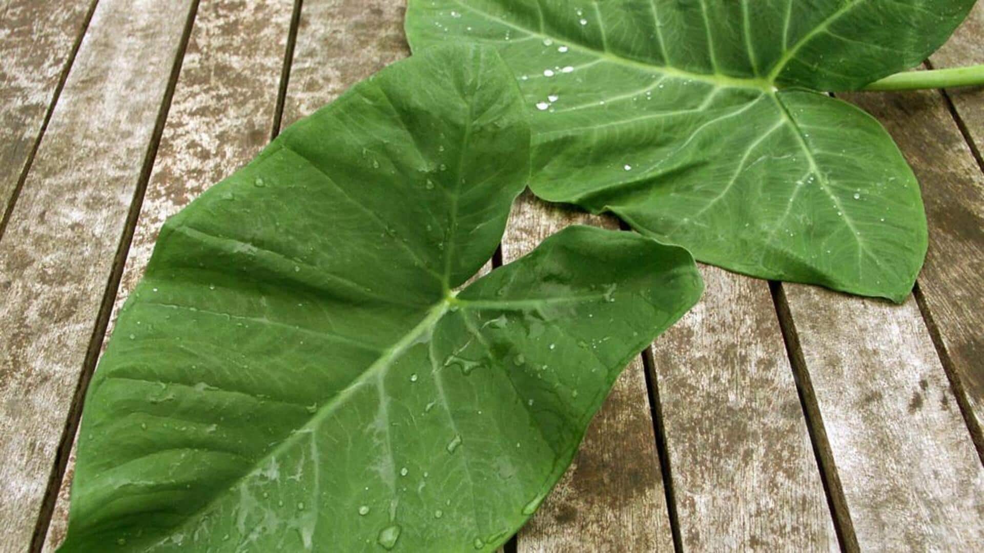 Temukan Keajaiban Kuliner dari Daun Talas