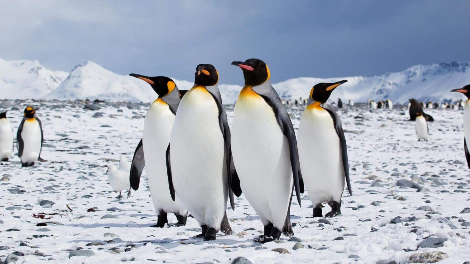Habitat Penguin: Adaptasi terhadap Tantangan Iklim