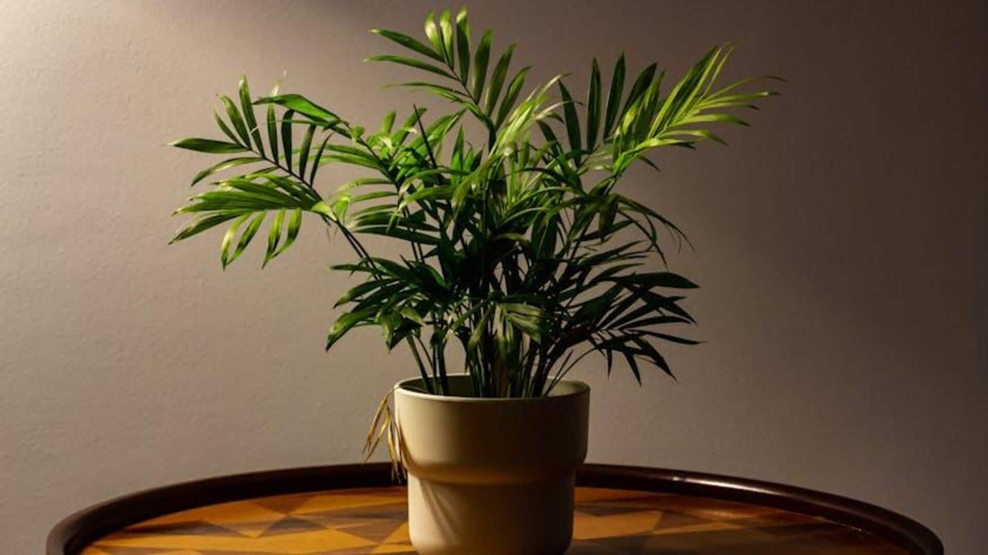 Tanaman Terbaik untuk Memurnikan Udara di Dalam Ruangan