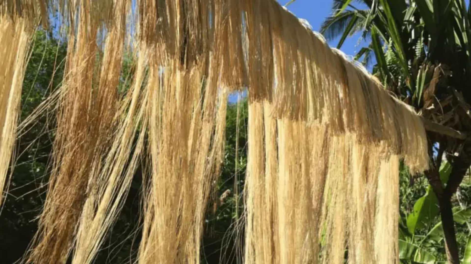 Serat pisang: Revolusi dalam industri mode berkelanjutan