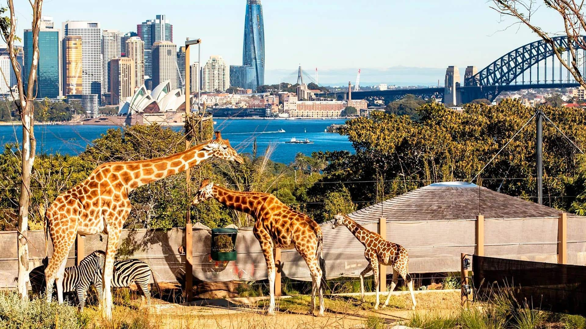 Lima Pengalaman Unik Dengan Berbagai Satwa Di Sydney