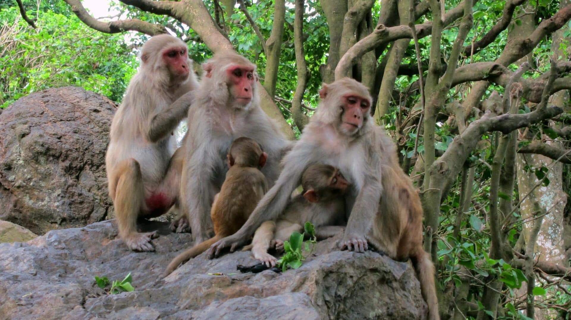 Keajaiban Musim Hujan: Taktik Bertahan Hidup Monyet di India Utara