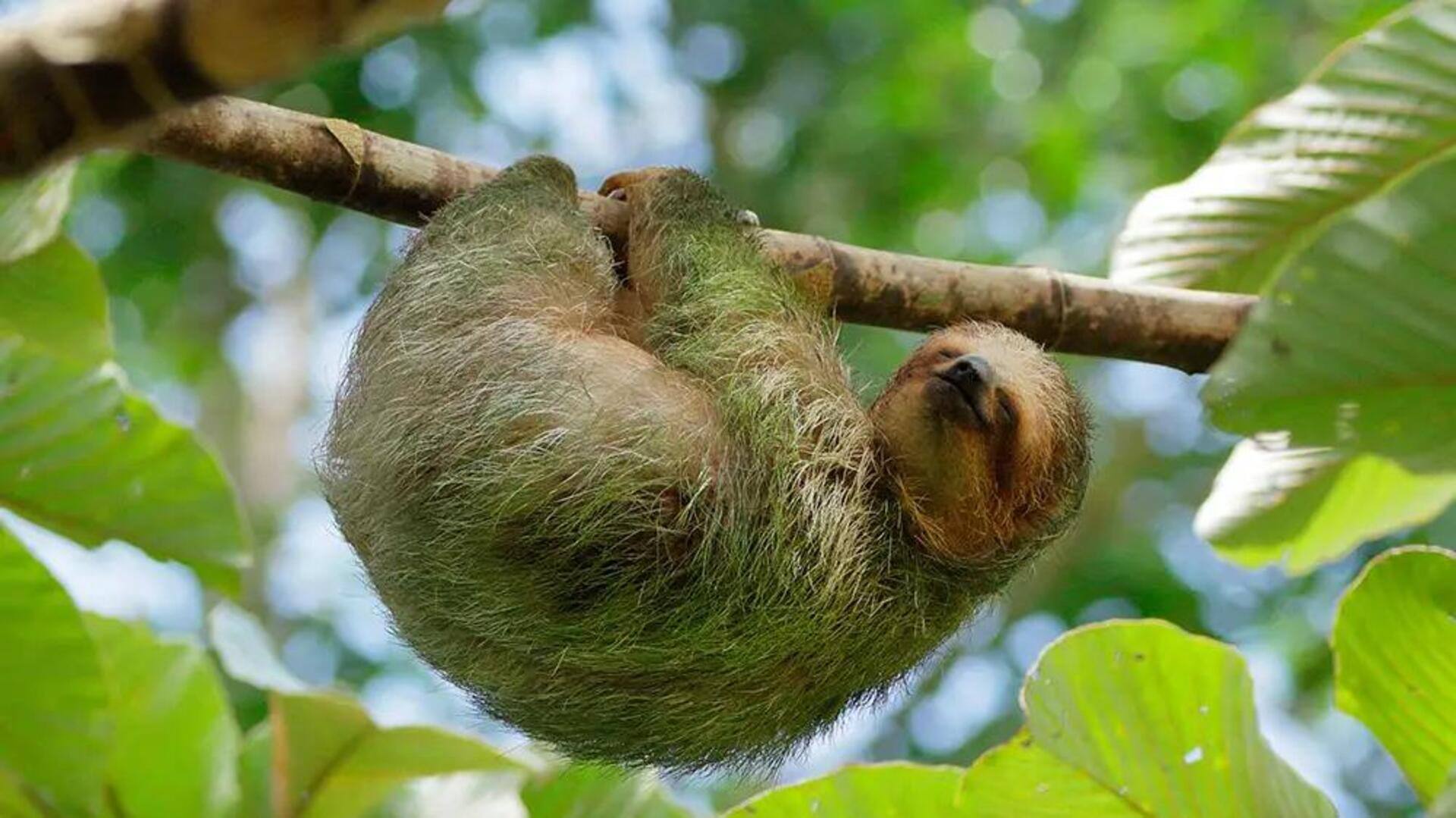 Mengungkap Rahasia Mobilitas Kukang yang Mengejutkan