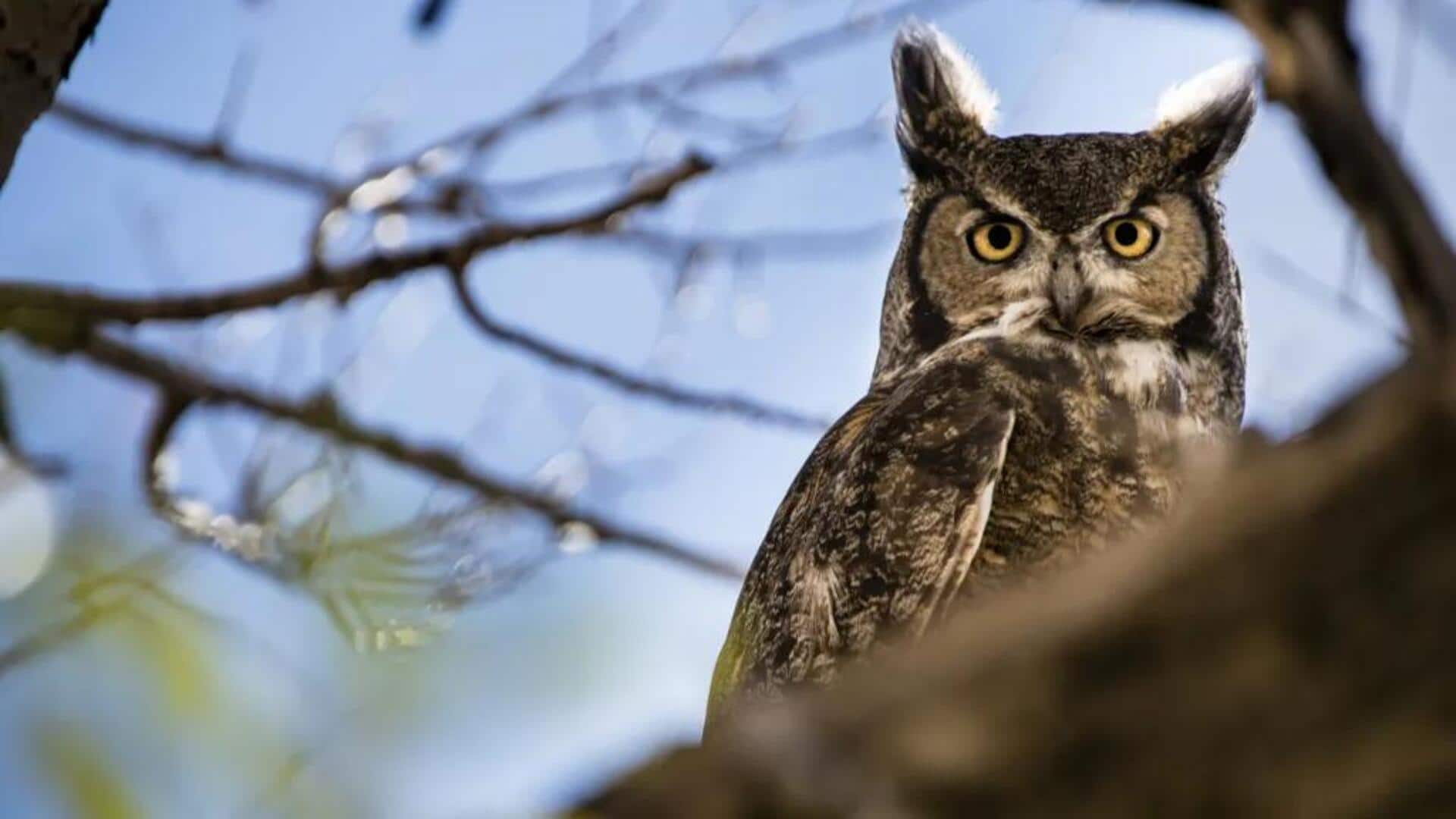 Meneliti Pola Hooting Burung Hantu yang Menarik