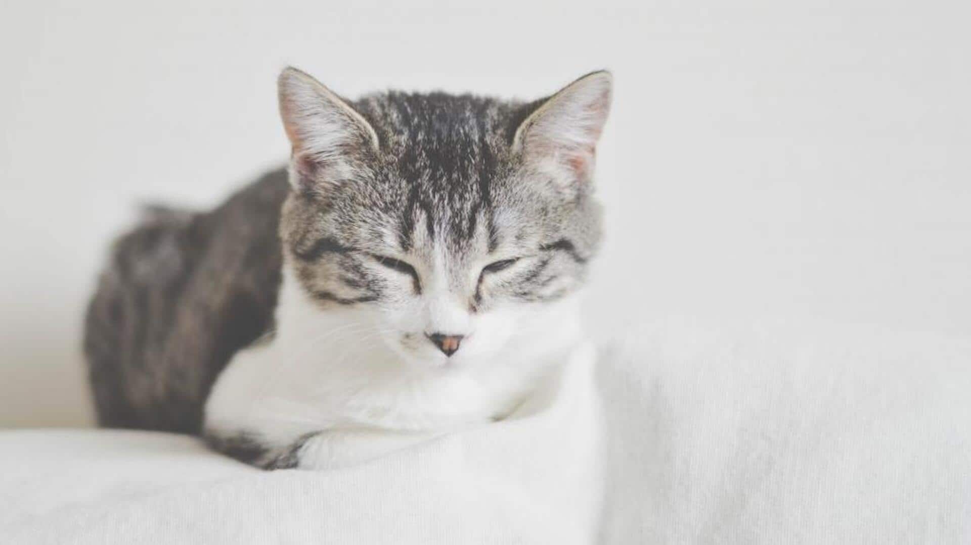 Menjaga kucing nyaman saat perubahan musim Menjaga kucing nyaman saat perubahan musim