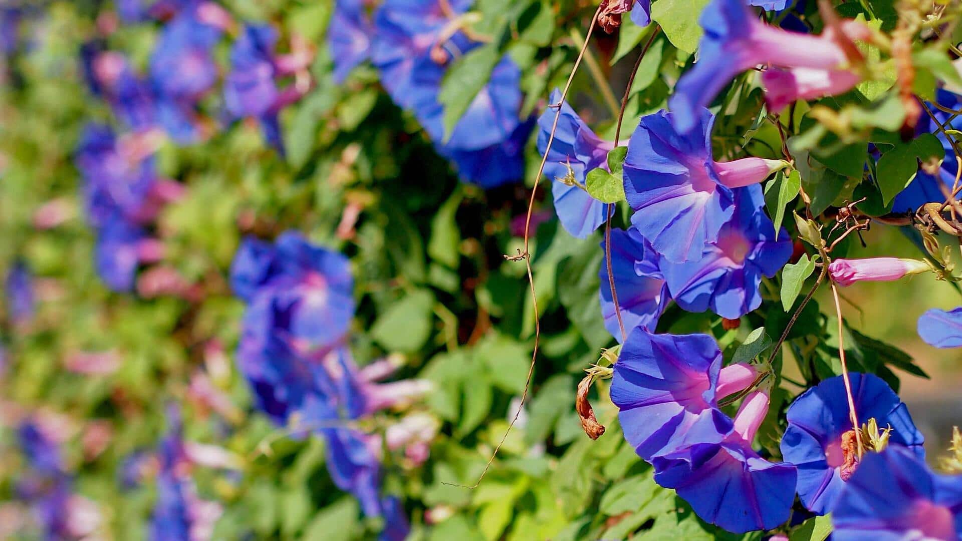 Tanaman Merambat yang Cepat Tumbuh untuk Balkon Anda