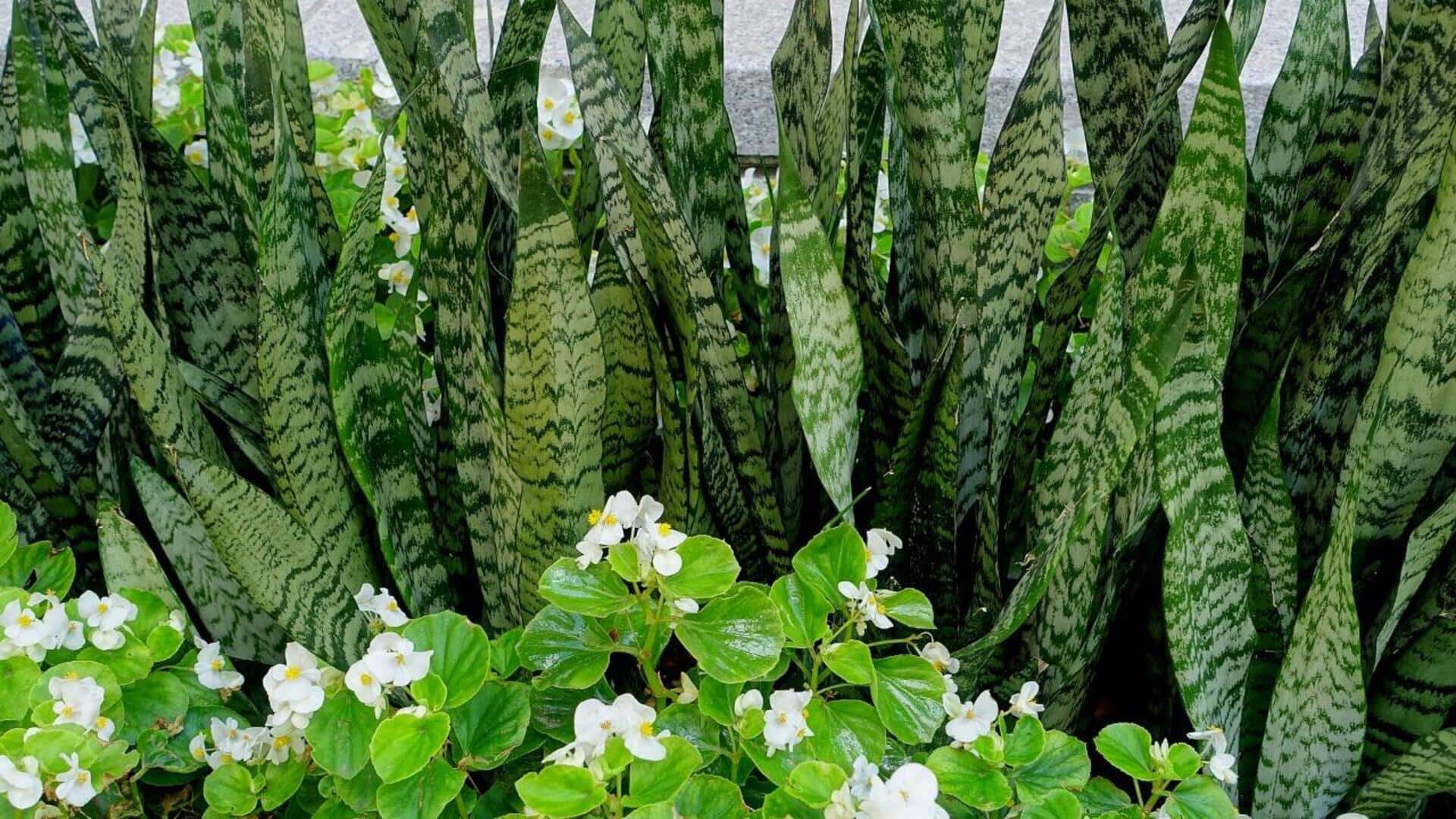 Cara Menyebar Tanaman Lidah Mertua di Kebun Rumah