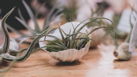 Lima Trik Unik untuk Tanaman Udara yang Sehat di Dalam Ruangan