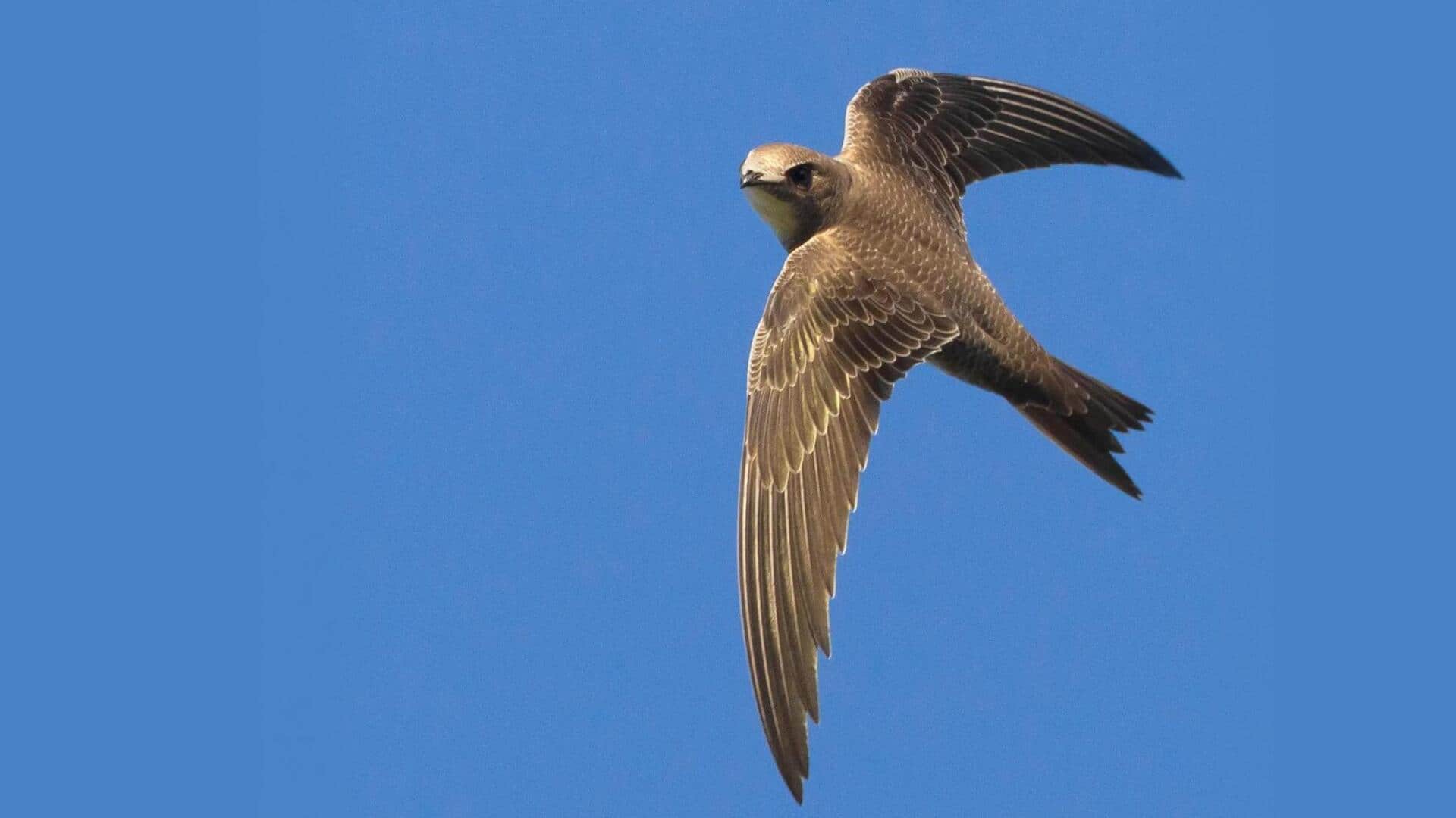 Mengungkap Rahasia Bertahan Hidup Burung Swift di Musim Dingin