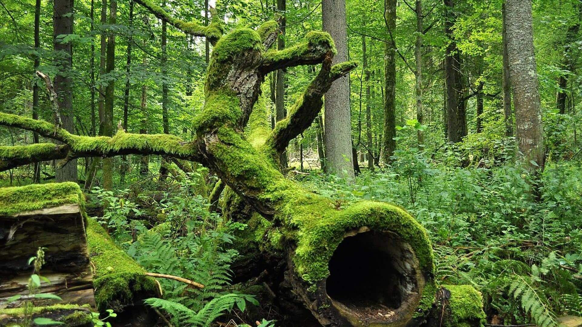 Bertualang di Hutan Bialowieza, Polandia