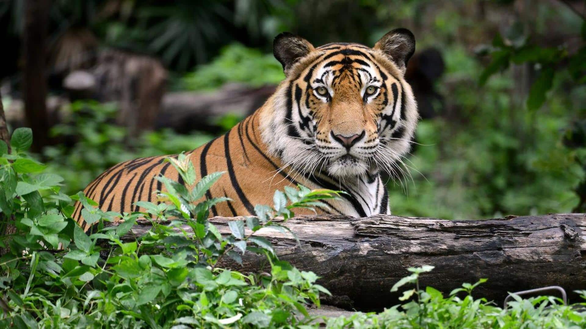 Menungungkap Fakta Menarik dari Kumis Harimau yang Sensitif Menungungkap Fakta Menarik dari Kumis Harimau yang Sensitif