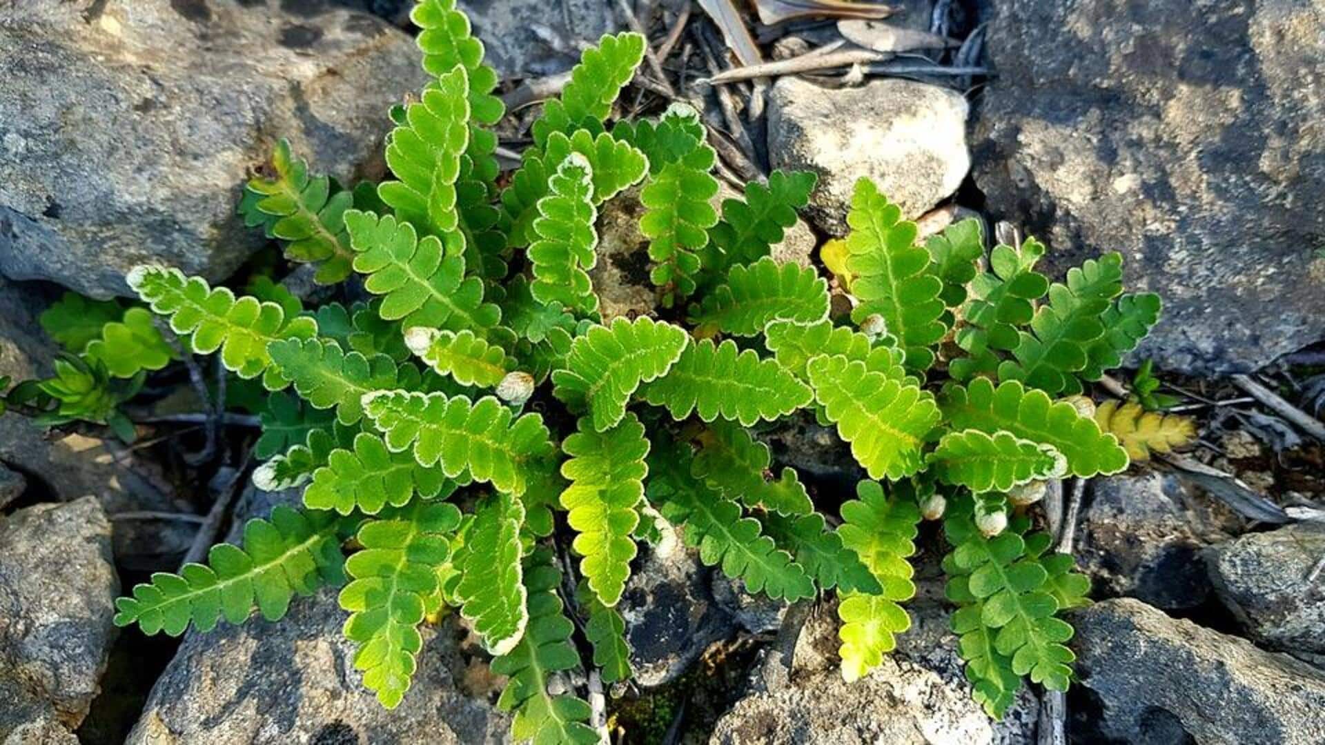 Lima Sifat Misterius dari Tumbuhan Kebangkitan