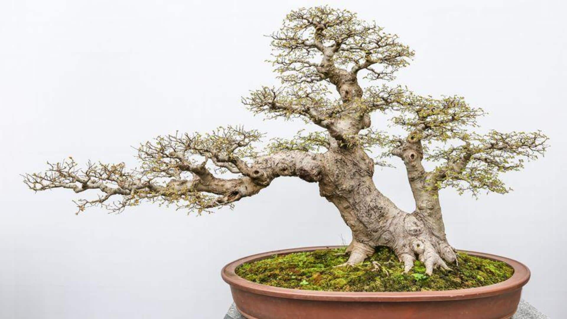 Mengubah Rumah dengan Budidaya Bonsai dalam Ruangan