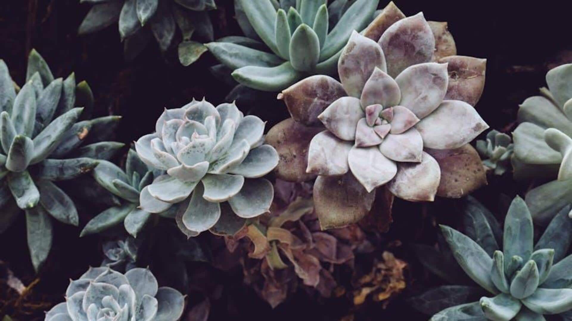 Cara Sukulen Bertahan di Kondisi Kekeringan Ekstrem