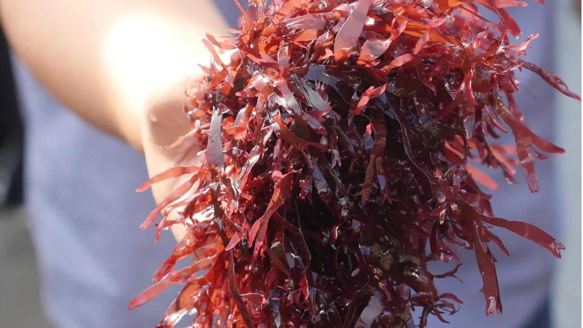 Dulse, rumput laut, menawarkan manfaat kesehatan yang luar biasa. Berikut ini beberapa di antaranya