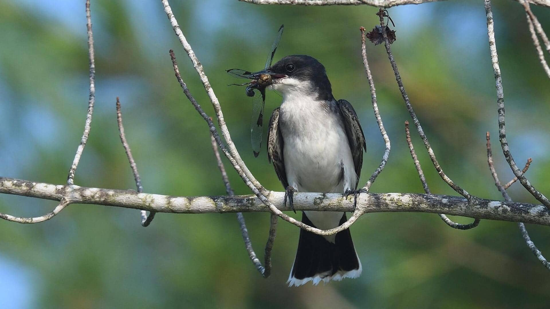 Keterampilan Aerobatik Kingbird: Manuver Langit dan Keahlian Menangkap Serangga