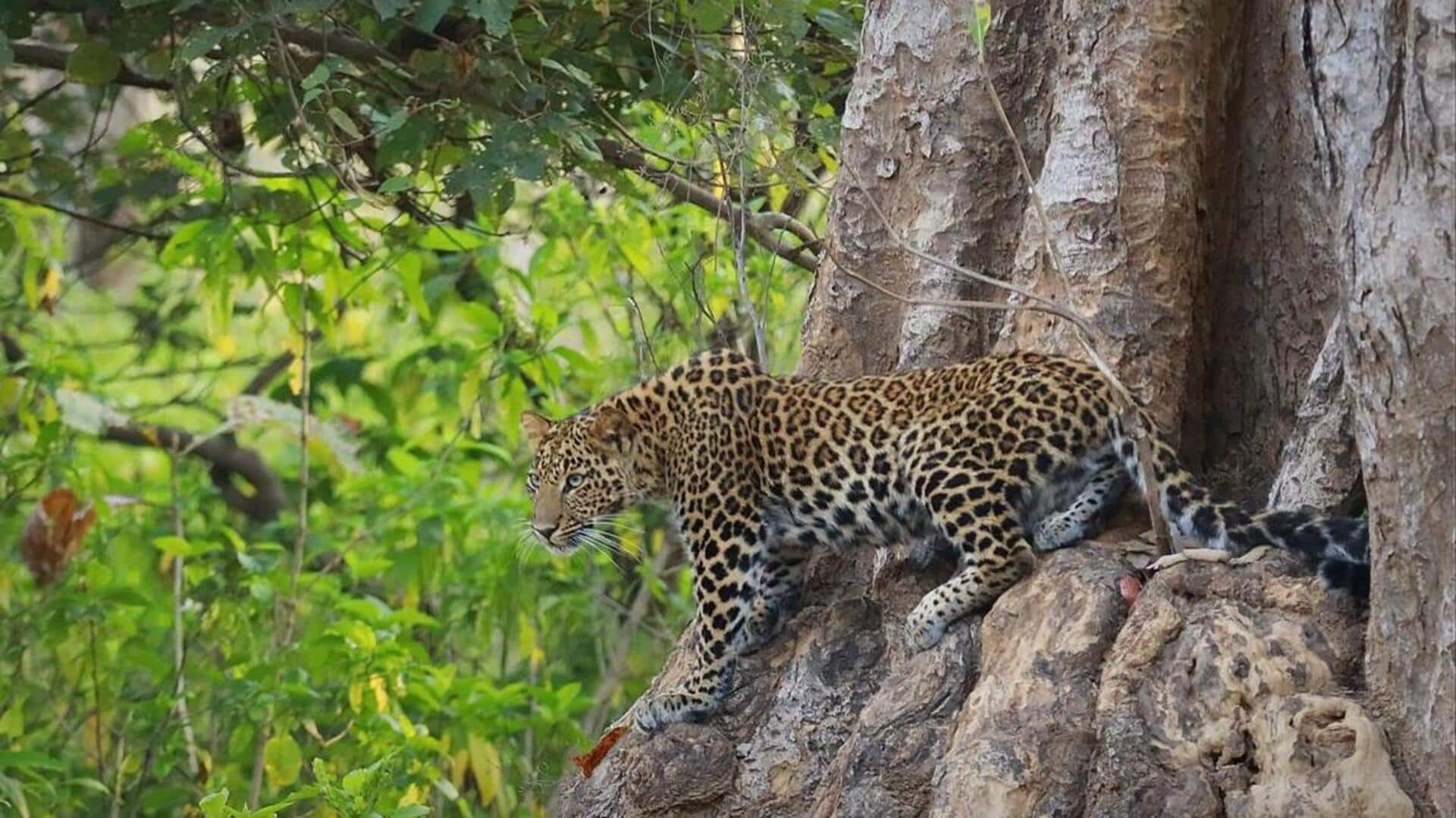 Menjelajahi Kebiasaan Makan Macan Tutul di Berbagai Habitat