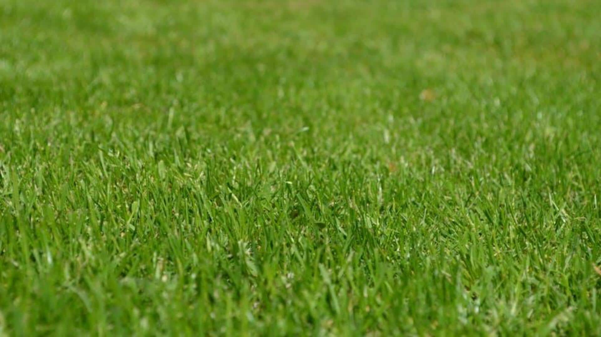 Tingkatkan Taman Anda: Lima Manfaat Mengejutkan Rumput Lokal